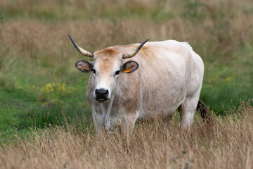 Vache , race Maraichine, region Pays de Loire; marais Breton; 85, Vendée, Loire Atlantique, France