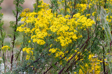 Séneçon de Jacob, Jacobaea vulgaris,