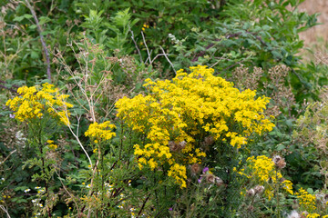 Séneçon de Jacob, Jacobaea vulgaris,