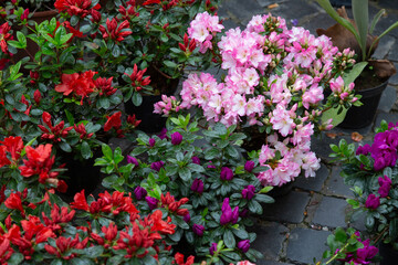 A lovely assortment of pink and red flowers in pots on a sidewalk