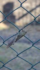 Close-up of a grasshopper on a net