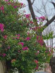 flowers in the garden