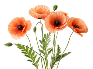Fototapeta premium A vibrant display of peach colored poppies with green leaves against a black background image scene