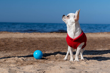 Small white dog wearing red clothes standing on sandy beach by blue sea