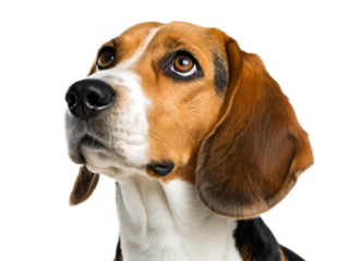 Close up of a beagle dog with brown and white fur looking upwards on a black background in studio shot