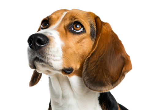 Close up of a beagle dog with brown and white fur looking upwards on a black background in studio shot