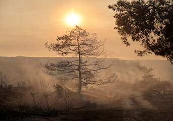 Burnt Forest Landscape After Wildfire in Souni Limassols