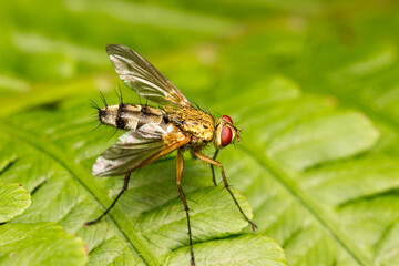 a fly hunting in a blurred background with highlights and bokeh. space for text. a colorful macro...