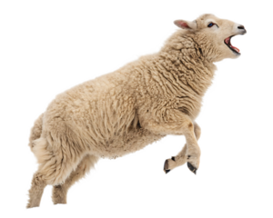 Isolated image of a sheep with its mouth open, appearing to be jumping on a black background