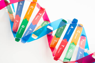 DNA molecule spiral structure model isolated on white background, chromosome and gene chemical...