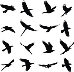Black & White Flying Bird Silhouettes Set: Diverse Poses of Birds in Flight for Nature, Wildlife, Freedom, and Abstract Design Concepts.