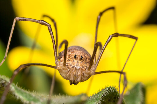 a harvestman spider on a colorful background with highlights and bokeh. space for text. a colorful macro photo of an insect. close-up. a wildlife photo