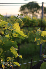 Close-up of Pinot Gris vineyard  at sunset on summer