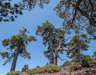 Atalante Trail, a 14 km circular (starts and ends at Troodos Square), almost level, moderately challenging trail around Mount Olympus in the Troodos Mountains, near Pano Platres, Limassol, Cyprus