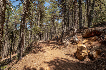 Atalante Trail, a 14 km circular (starts and ends at Troodos Square), almost level, moderately challenging trail around Mount Olympus in the Troodos Mountains, near Pano Platres, Limassol, Cyprus