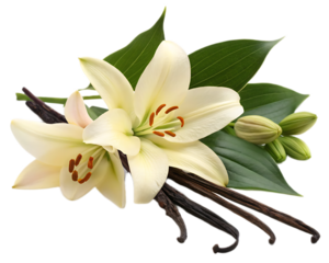 Still life featuring white lilies vanilla beans and green leaves on a black background close up view