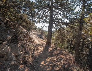 Atalante Trail, a 14 km circular (starts and ends at Troodos Square), almost level, moderately challenging trail around Mount Olympus in the Troodos Mountains, near Pano Platres, Limassol, Cyprus
