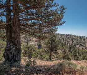 Atalante Trail, a 14 km circular (starts and ends at Troodos Square), almost level, moderately challenging trail around Mount Olympus in the Troodos Mountains, near Pano Platres, Limassol, Cyprus
