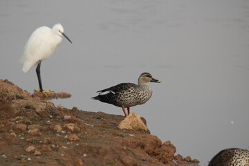 birds in lake
