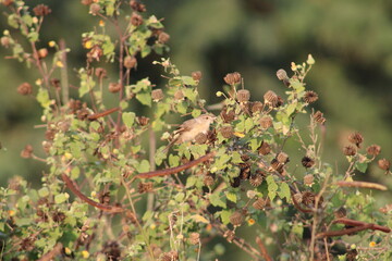 Birds on tree