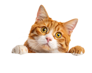 Orange tabby cat peering over an edge with paws visible against a solid black background looking up close