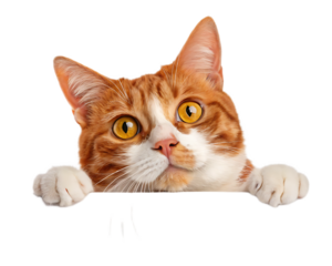 A ginger and white cat with yellow eyes peering over a ledge with its paws resting on the edge