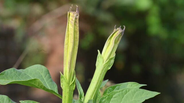 Datura plant flowers. Its common names thornapples, jimsonweeds, devils trumpets, moonflower,&nbsp;devils weed and stramonium. Hindus offer it to Lord Shiva. It is used a lot in Ayurvedic medicines.