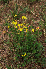 Yellow wildflower Bird's-foot Trefoil in the meadow. Lotus corniculatus plant in bloom 