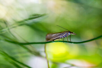 a butterfly with a long nose on a green background with highlights and bokeh. space for text. a colorful macro photo of an insect. close-up. screensaver. wildlife photo
