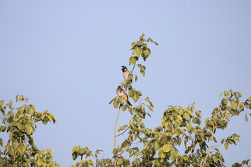 Red vented bulbul