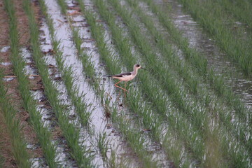 Black winged stilt