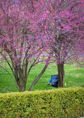 Between green ad purple....jpg