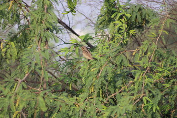 Birds on tree