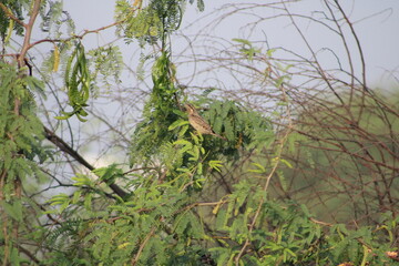 Fototapeta premium Birds on tree