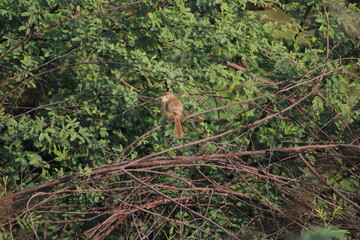 Birds on tree