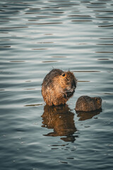 wild beaver in river © ZoE