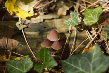 wild mushrooms growing on the tree bark and in the grass in the forest