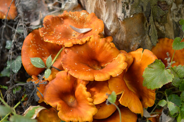 wild mushrooms growing on the tree bark and in the grass in the forest