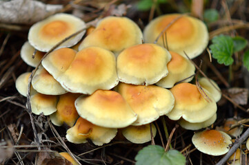 wild mushrooms growing on the tree bark and in the grass in the forest