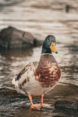 female mallard duck
