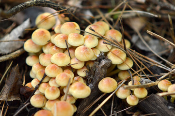 wild mushrooms growing on the tree bark and in the grass in the forest