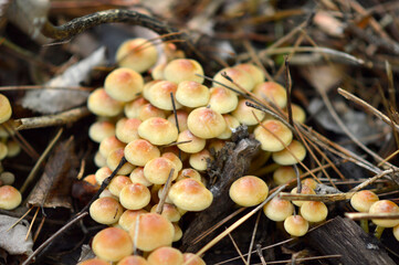 wild mushrooms growing on the tree bark and in the grass in the forest