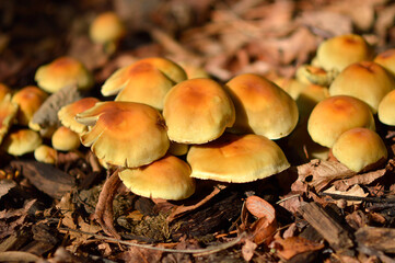 wild mushrooms growing on the tree bark and in the grass in the forest