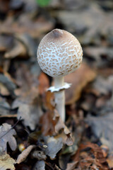 wild mushrooms growing on the tree bark and in the grass in the forest
