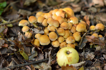 wild mushrooms growing on the tree bark and in the grass in the forest