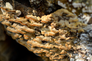 wild mushrooms growing on the tree bark and in the grass in the forest