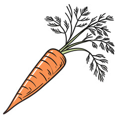 carrot isolated on white