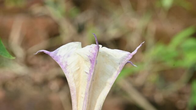 Datura plant flowers. Its common names thornapples, jimsonweeds, devils trumpets, moonflower,&nbsp;devils weed and stramonium. Hindus offer it to Lord Shiva. It is used a lot in Ayurvedic medicines.