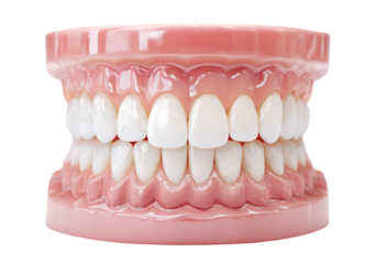 Dental jaw model with healthy white teeth, isolated on transparent cutout background
