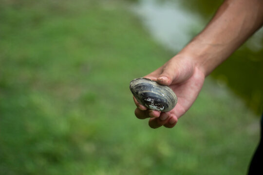 A boy managed to catch an oyster by a river and showed it to the camera